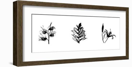 X-Ray Foxglove Triptych-Bert Myers-Framed Giclee Print