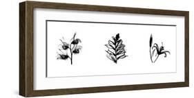 X-Ray Foxglove Triptych-Bert Myers-Framed Giclee Print