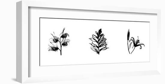 X-Ray Foxglove Triptych-Bert Myers-Framed Giclee Print