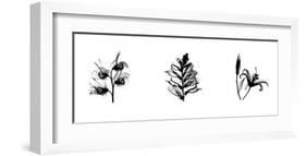 X-Ray Foxglove Triptych-Bert Myers-Framed Giclee Print