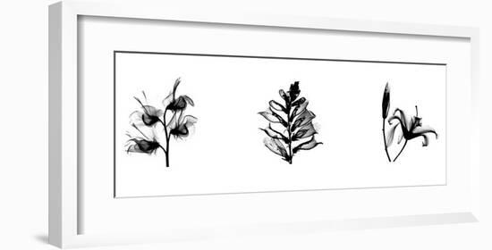 X-Ray Foxglove Triptych-Bert Myers-Framed Giclee Print