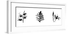 X-Ray Foxglove Triptych-Bert Myers-Framed Giclee Print