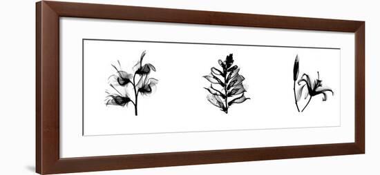 X-Ray Foxglove Triptych-Bert Myers-Framed Giclee Print