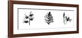 X-Ray Foxglove Triptych-Bert Myers-Framed Giclee Print