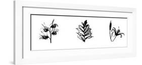 X-Ray Foxglove Triptych-Bert Myers-Framed Giclee Print