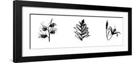 X-Ray Foxglove Triptych-Bert Myers-Framed Giclee Print