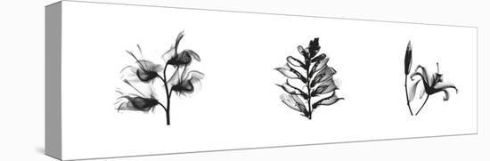 X-Ray Foxglove Triptych-Bert Myers-Stretched Canvas