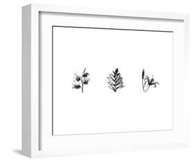 X-Ray Foxglove Triptych-Bert Myers-Framed Art Print