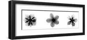 X-Ray Frangipani Triptych-Bert Myers-Framed Giclee Print