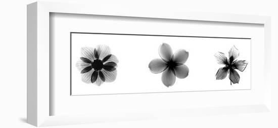 X-Ray Frangipani Triptych-Bert Myers-Framed Giclee Print