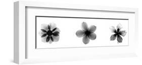 X-Ray Frangipani Triptych-Bert Myers-Framed Giclee Print