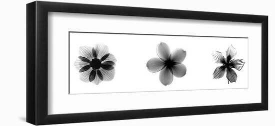 X-Ray Frangipani Triptych-Bert Myers-Framed Giclee Print