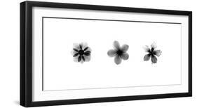 X-Ray Frangipani Triptych-Bert Myers-Framed Giclee Print