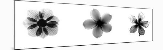 X-Ray Frangipani Triptych-Bert Myers-Mounted Giclee Print