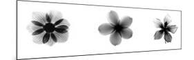 X-Ray Frangipani Triptych-Bert Myers-Mounted Giclee Print