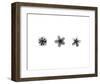 X-Ray Frangipani Triptych-Bert Myers-Framed Art Print