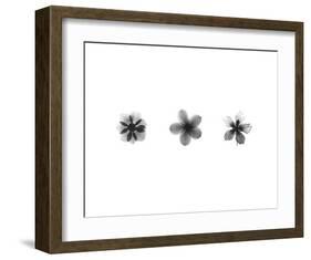 X-Ray Frangipani Triptych-Bert Myers-Framed Art Print