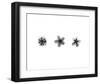 X-Ray Frangipani Triptych-Bert Myers-Framed Art Print