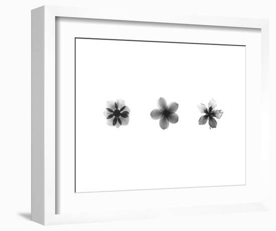 X-Ray Frangipani Triptych-Bert Myers-Framed Art Print