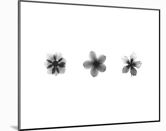 X-Ray Frangipani Triptych-Bert Myers-Mounted Art Print