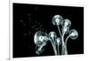 X-Ray Image of a Flower Isolated on Black , the Taraxacum Dandelion 3D Illustration-posteriori-Framed Art Print
