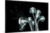 X-Ray Image of a Flower Isolated on Black , the Taraxacum Dandelion 3D Illustration-posteriori-Stretched Canvas