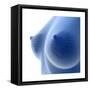 X-Ray Image of Female Breast Anatomy-null-Framed Stretched Canvas