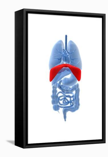 X-Ray Image of Internal Organs with Diaphragm Highlighted in Red-null-Framed Stretched Canvas