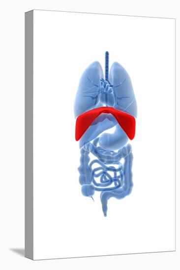 X-Ray Image of Internal Organs with Diaphragm Highlighted in Red-null-Stretched Canvas
