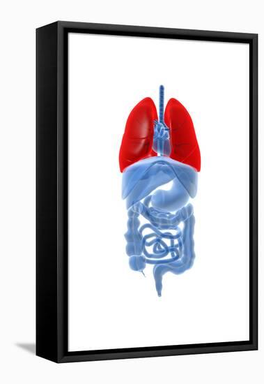 X-Ray Image of Internal Organs with Lungs Highlighted in Red-null-Framed Stretched Canvas