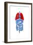 X-Ray Image of Internal Organs with Lungs Highlighted in Red-null-Framed Art Print