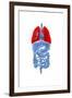 X-Ray Image of Internal Organs with Lungs Highlighted in Red-null-Framed Art Print