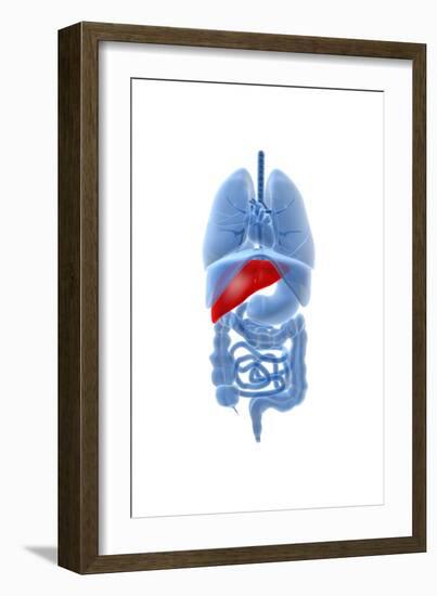 X-Ray Image of Internal Organs with Pancreas Highlighted in Red-null-Framed Art Print