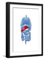 X-Ray Image of Internal Organs with Pancreas Highlighted in Red-null-Framed Art Print