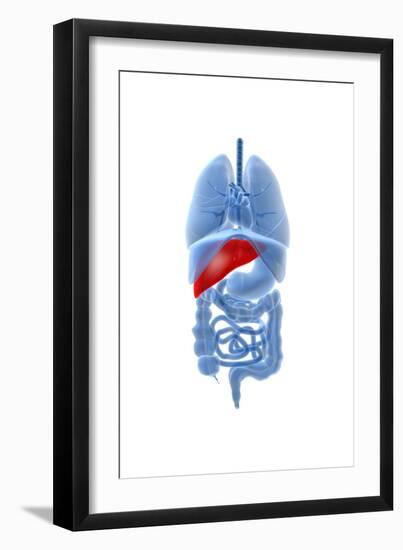 X-Ray Image of Internal Organs with Pancreas Highlighted in Red-null-Framed Art Print