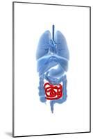 X-Ray Image of Internal Organs with Small Intestine Highlighted in Red-null-Mounted Art Print