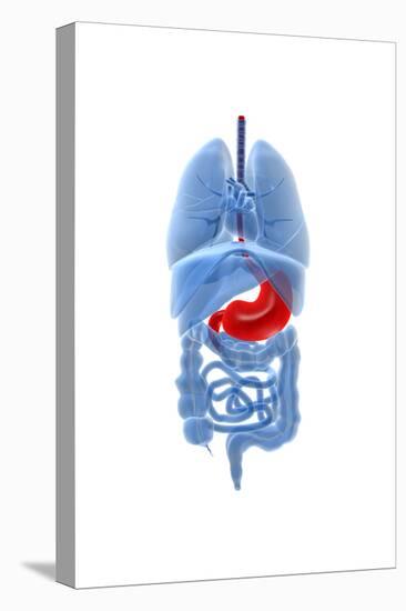 X-Ray Image of Internal Organs with Stomach Highlighted in Red-null-Stretched Canvas