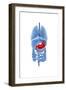 X-Ray Image of Internal Organs with Stomach Highlighted in Red-null-Framed Art Print