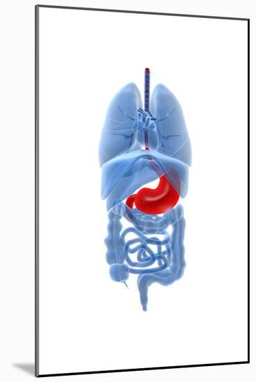 X-Ray Image of Internal Organs with Stomach Highlighted in Red-null-Mounted Art Print