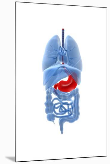 X-Ray Image of Internal Organs with Stomach Highlighted in Red-null-Mounted Art Print