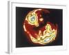 X-Ray Image of Sun, Skylab, 1970S-null-Framed Premium Giclee Print