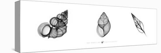 X-Ray Landsnail Triptych-Bert Meyers-Stretched Canvas