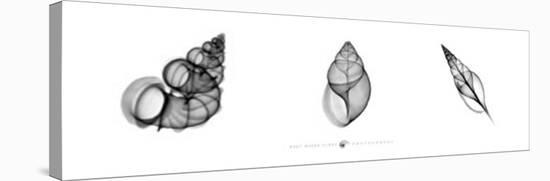 X-Ray Landsnail Triptych-Bert Meyers-Stretched Canvas