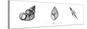 X-Ray Landsnail Triptych-Bert Meyers-Stretched Canvas