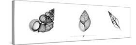 X-Ray Landsnail Triptych-Bert Meyers-Stretched Canvas