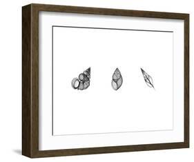 X-Ray Landsnail Triptych-Bert Myers-Framed Art Print