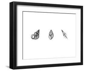 X-Ray Landsnail Triptych-Bert Myers-Framed Art Print