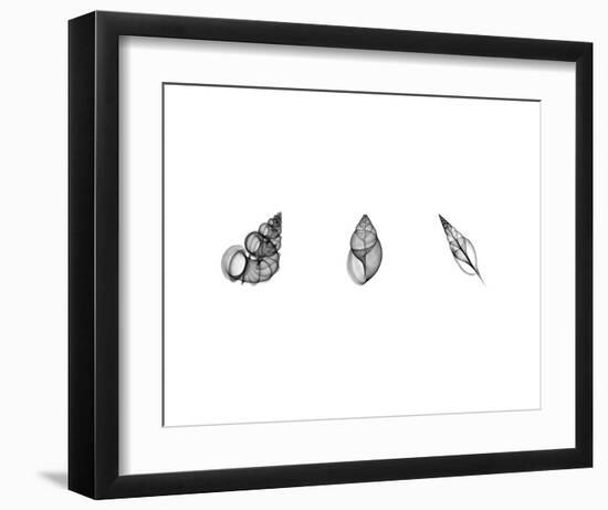 X-Ray Landsnail Triptych-Bert Myers-Framed Art Print