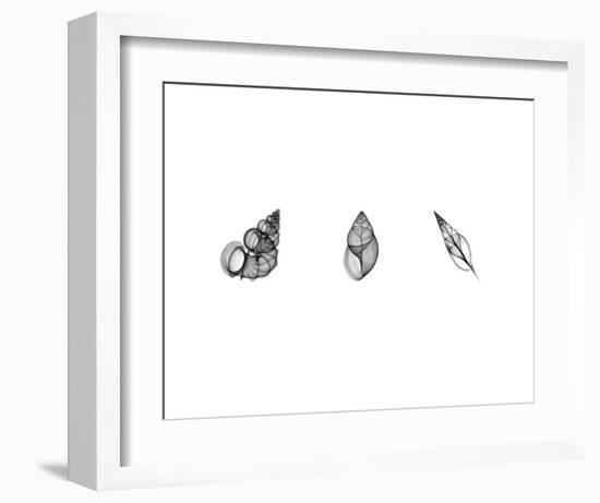 X-Ray Landsnail Triptych-Bert Myers-Framed Art Print