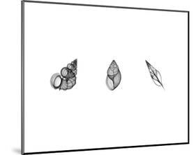 X-Ray Landsnail Triptych-Bert Myers-Mounted Art Print